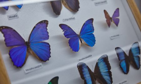 Arche Noah Museum (c) Stadt Hohenems - Johannes Neumayer - Hohenems Tourismus Arche Noah Museum (c) Stadt Hohenems - Johannes Neumayer - Hohenems Tourismus