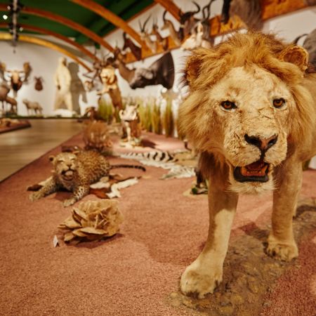 Arche Noah Museum Arche Noah Museum