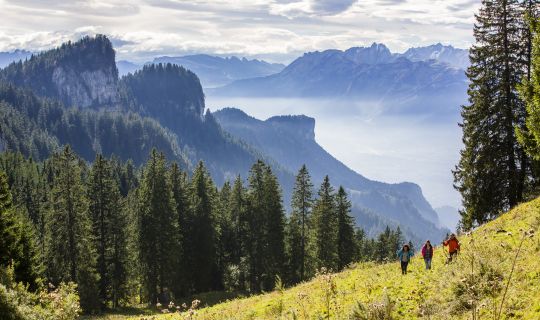Schuttannen Sommer Schuttannen Sommer