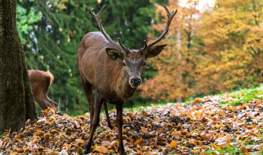 Stiplovsek Dietmar - Tourismus & Stadtmarketing Hohenems GmbH .jpg.jpeg
