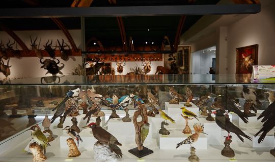 Arche Noah Museum Arche Noah Museum