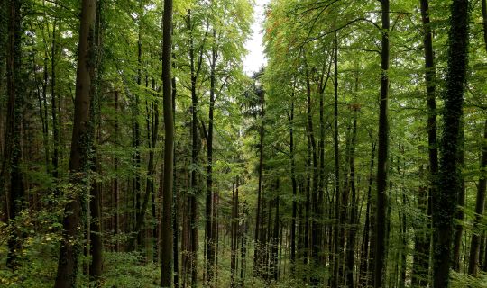 Hohenems_1824_ Hohenems_1824_