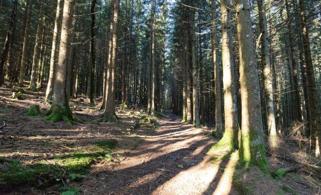 durch den Wald Richtung Gavaduraalpe (c) Lucas Tiefenthaler / Vorarlberg Tourismus Lucas Tiefenthaler / Vorarlberg Tourismus