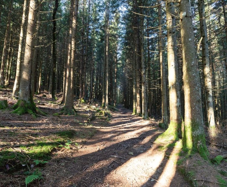 Lucas Tiefenthaler / Vorarlberg Tourismus durch den Wald Richtung Gavaduraalpe (c) Lucas Tiefenthaler / Vorarlberg Tourismus