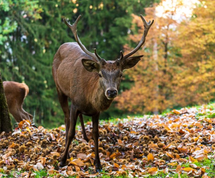 Stiplovsek Dietmar - Tourismus & Stadtmarketing Hohenems GmbH .jpg.jpeg