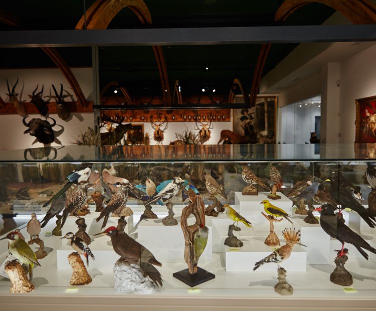 Arche Noah Museum Arche Noah Museum