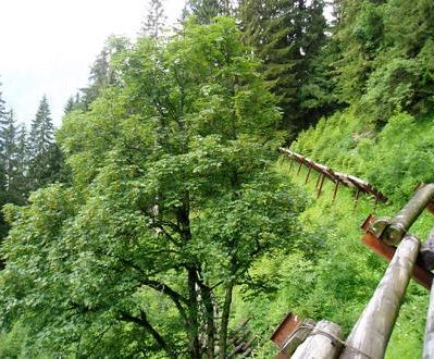 Julia Mangeng - Projekt Loccata Aufforstung