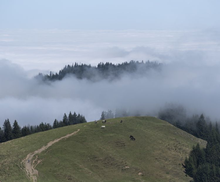 Blick Richtung Kühboden und Schöner Mann Blick Richtung Kühboden und Schöner Mann
