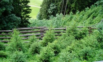 Julia Mangeng - Projekt Loccata Aufforstung