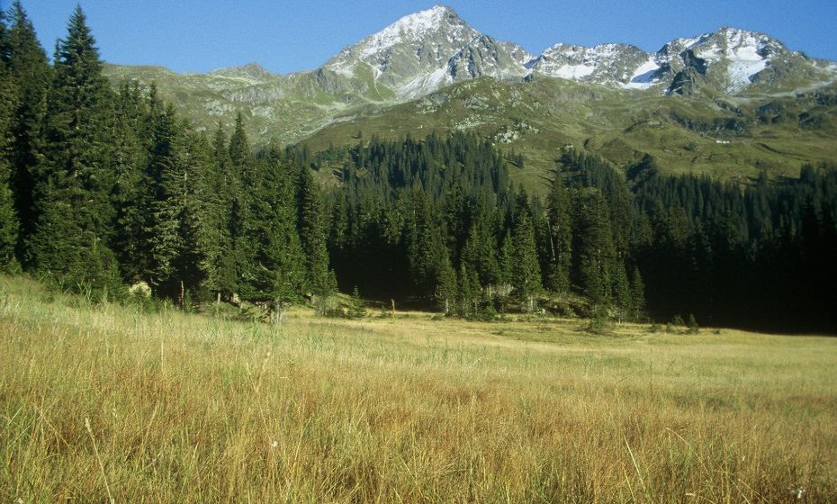 Wildried mit Blick zur Lobspitze