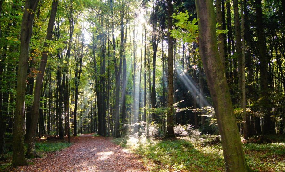 Landgasthof Hirschen Landgasthof Hirschen