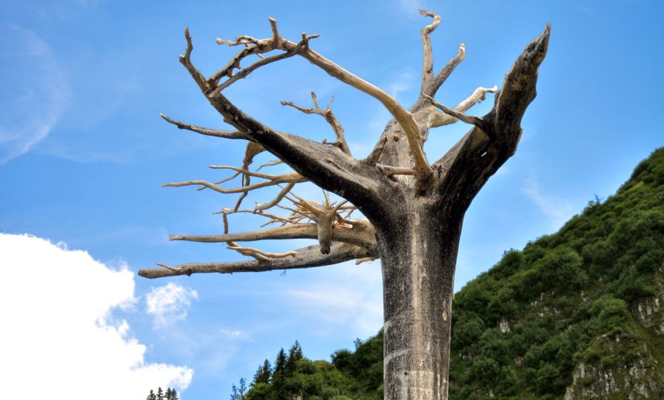 Ines Agostinelli & Roland Haas Der Wächter