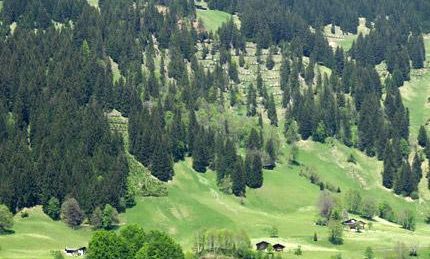 Julia Mangeng - Projekt Loccata Schrinawald 2003