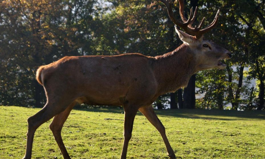 Landgasthof Hirschen Landgasthof Hirschen