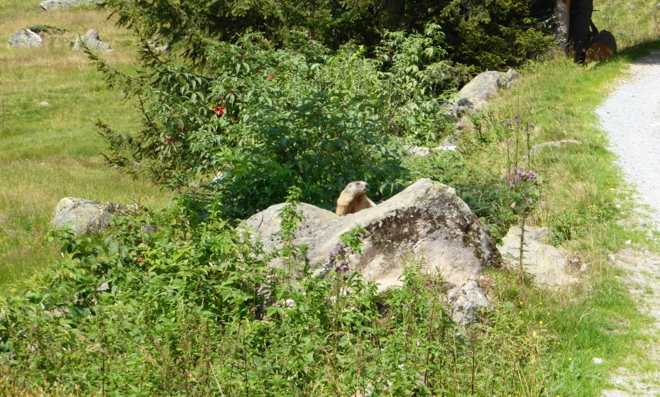 marmot