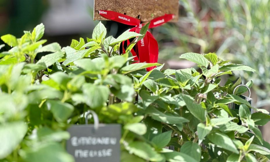 Probiar Amol Weg - Elke Tschofen