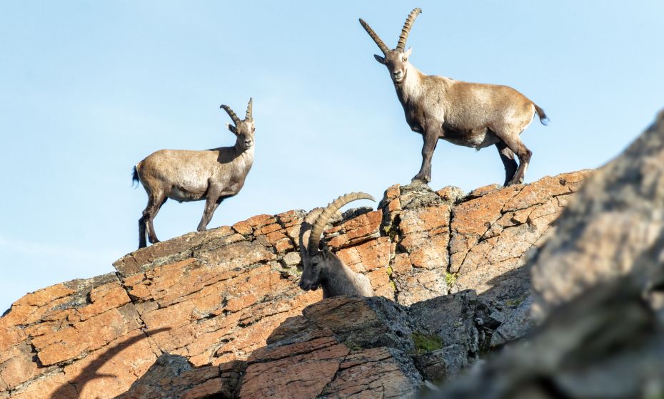 Steinböcke Steinböcke