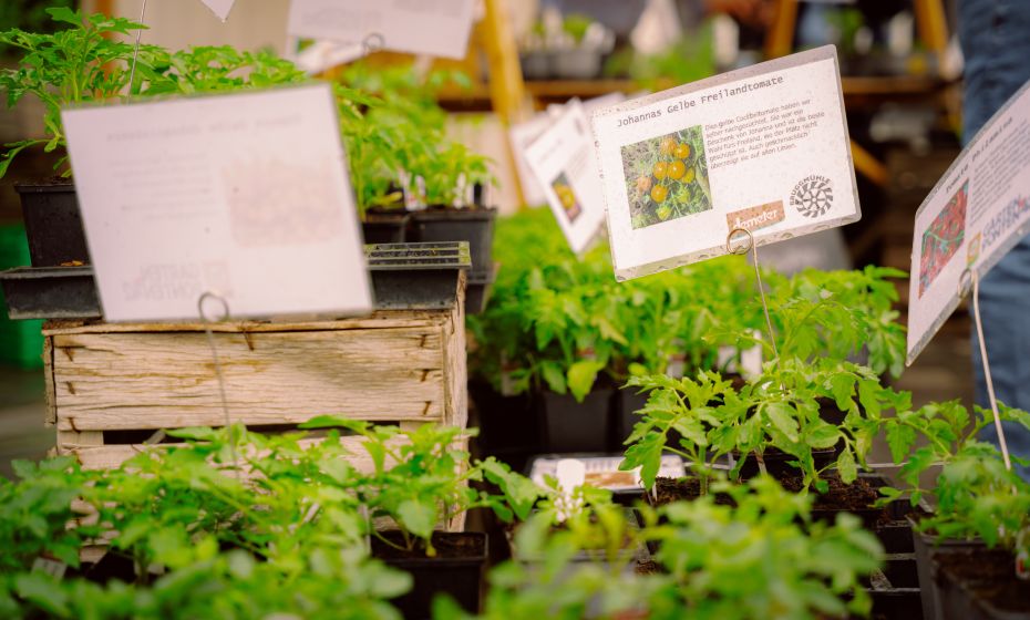 Bio-Jungpflanzenmarkt