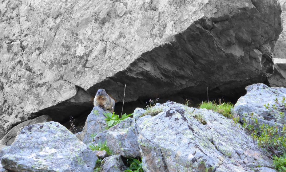 marmot
