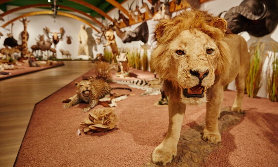 Arche Noah Museum Arche Noah Museum