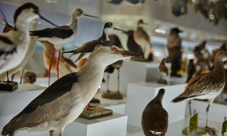 Arche Noah Museum Arche Noah Museum