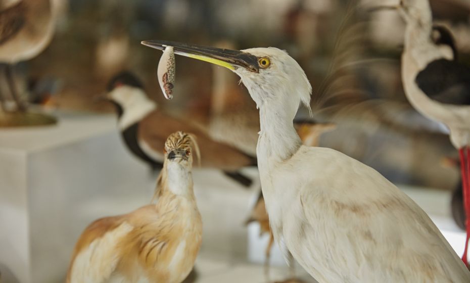 Arche Noah Museum Arche Noah Museum