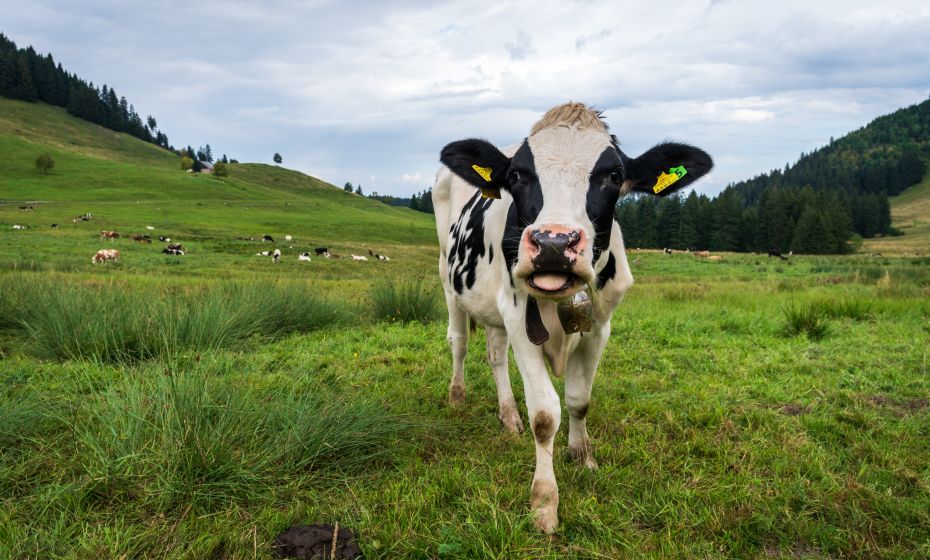 Schuttannen Sommer KÃ¼he